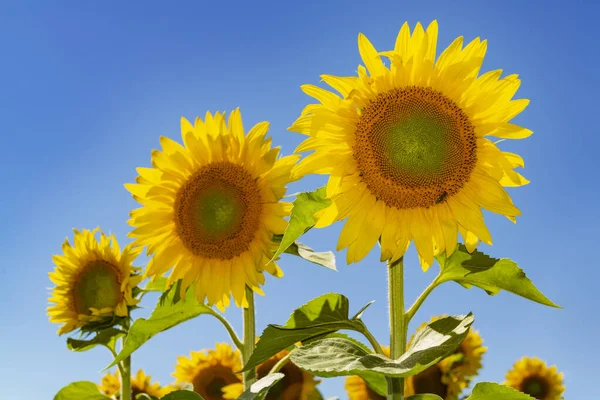 Tři Velké Kvetoucí Slunečnice Modrou Oblohou Pozadí Selektivní Zaměření Největší — Stock fotografie