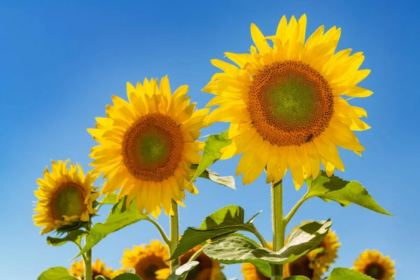 Tre Stora Blommande Solrosor Med Blå Himmel Bakgrunden Selektivt Fokus Stockfoto