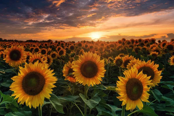 Wunderschönes Sonnenblumenfeld Und Brennender Sonnenuntergang Große Sonnenblumenköpfe Von Untergehender Sonne Stockbild