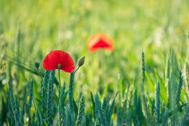 Buğday tarlasında güzel kırmızı haşhaş. Kırsal arkaplan