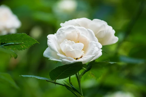 Krásná Bílá Růže Zahradě — Stock fotografie