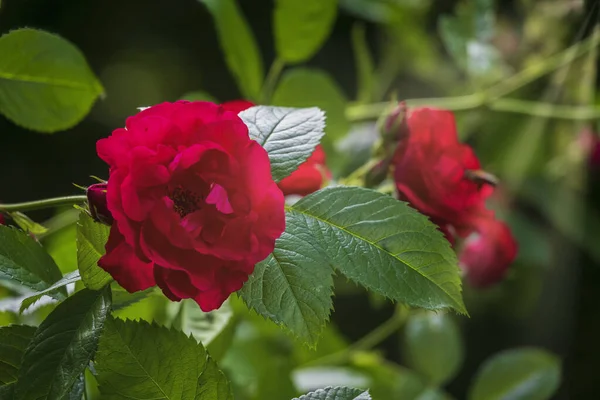 Krásná Rudá Růže Zahradě Červená Růže Květiny Slunečními Paprsky Pozadí — Stock fotografie