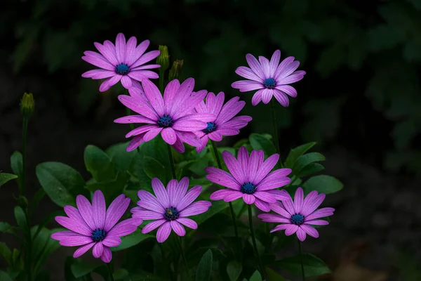Цветные Фиолетовые Цветы Фон Цветы Саду — стоковое фото