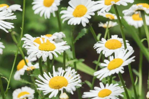 Slunečné Sedmikrásky Selektivní Zaměření Jednu Květinu — Stock fotografie