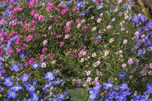 Kleurrijke Bloeiende Bloembed Kleine Bloeiende Wilde Bloemen Selectieve Focus — Stockfoto
