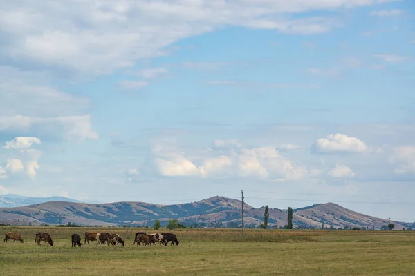 Krowy Pastwisku Dolinie Pelagonii Północna Macedonia — Zdjęcie stockowe