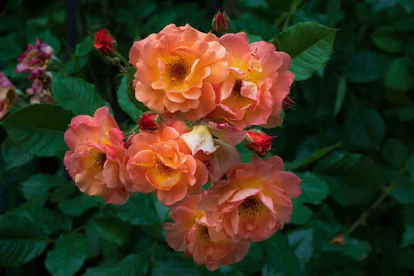 Krásná Růžová Kytice Růží Kvetoucí Růžový Květ Zahradě — Stock fotografie