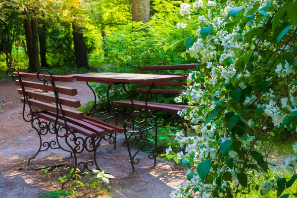 公园长椅在阳光明媚的公园里 前景一片白色茉莉花 有选择地关注花卉 — 图库照片