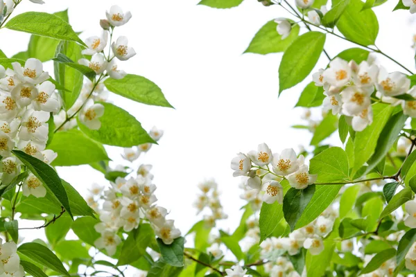 Mooie Bloeiende Jasmijn Bloemen Frame Achtergrond Met Kopieerruimte — Stockfoto