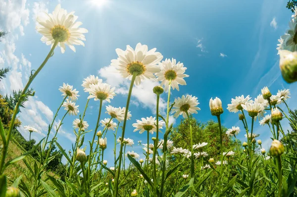 Güzel Beyaz Papatya Tarlası Güneşe Uzanan Papatya Çiçekleri Düşük Açıdan — Stok fotoğraf