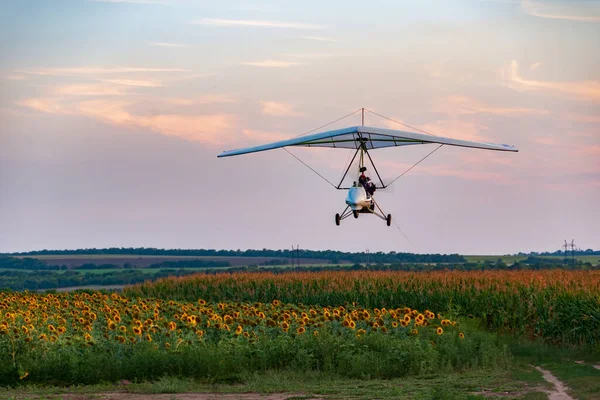 White Motorized Hang Glider Flies Low Sunflower Field Sunset Ukraine — Stock Photo, Image