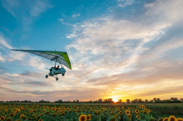 Motorlu Planör Trike Uçağı Gün Batımında Güzel Ayçiçeği Tarlasının Üzerinde — Stok fotoğraf