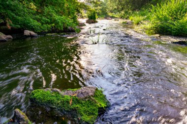 Küçük orman nehrinin hızlı su akıntısı. Hızlı akan nehirde yosunlu bir taş. Manzaralı yaz doğası