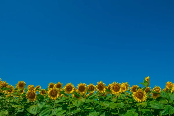 Blühende Gelbe Sonnenblumen Mit Klarem Blauen Himmel Darüber Site Header — Stockfoto