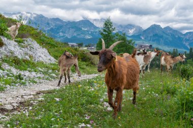 Dağların yükseklerinde dağ yolunda keçi sürüsü. Vogel, Slovenya