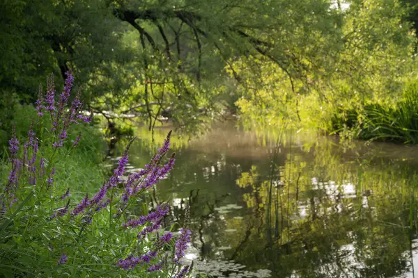 Small idyllic water stream in the morning with blooming wildflowers and tree reflections in the water