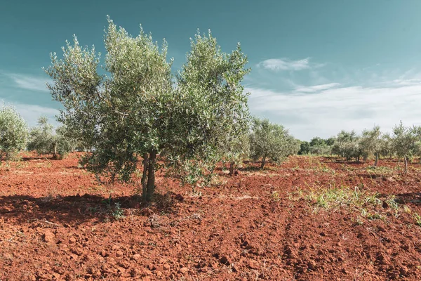 Red soil of olive garden. Olive trees under the hot summer sun.