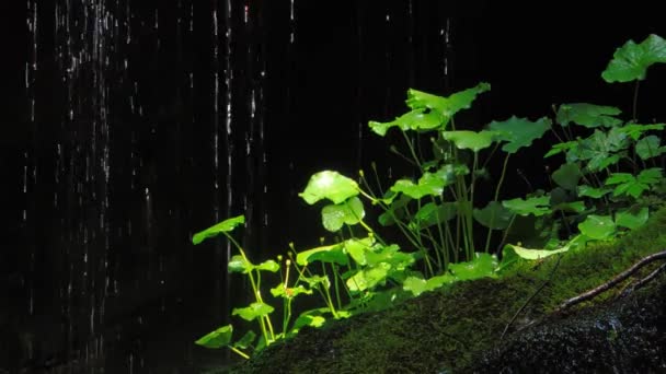 水流落在热带植物上 水资源和环境保护的象征 — 图库视频影像