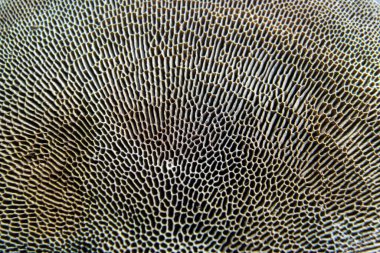 Mantarın alt dokusu. Doğa arkaplanı.