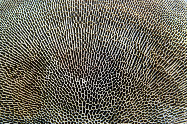 Mantarın alt dokusu. Doğa arkaplanı.