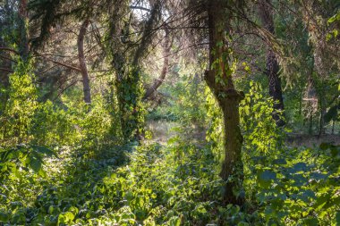 Renkli bitkiler ve güneş ışınlarıyla dolu orman ormanı. Yoğun vahşi orman çalılıkları