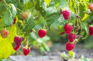 Bahçede organik ahududu hasadı. Olgun kırmızı ahududu bitkisi