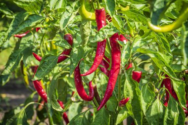 Bahçede biber bitkileri var. Kırmızı acı biber kabukları