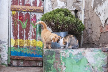 Eski bir evin çitlerinde iki sevimli kedi. 