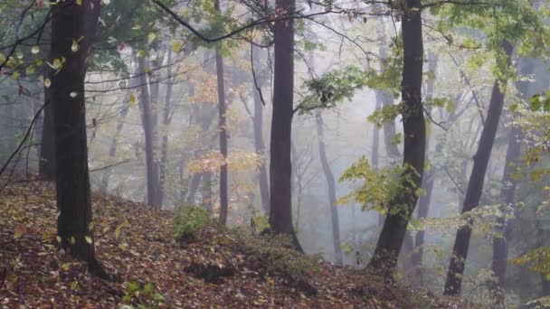 Hojas Amarillas Cayendo Nublado Bosque Otoñal Imágenes Relajación Naturaleza — Vídeos de Stock
