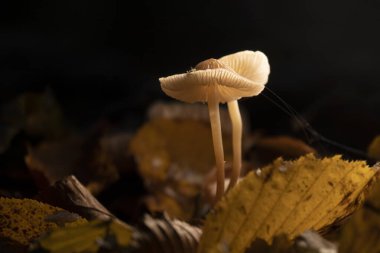 Sonbahar ormanında parlayan mantarlar. Yaratıcı makro fotoğraf