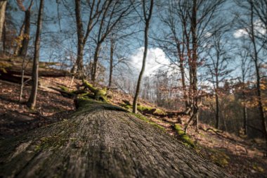 Güneşli ormanda yosunlu eski kuru ağaç gövdesi. Seçici odak