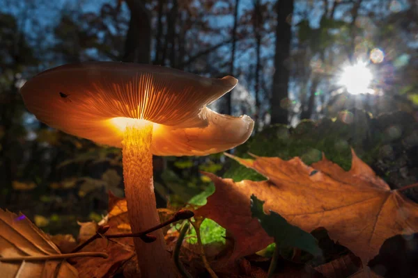 秋の森でマジックグラウンドキノコ クリエイティブな稲妻のマクロ写真 ロイヤリティフリーのストック画像
