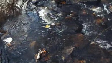 Büyük sarı sonbahar yaprakları berrak sularda akıyor.