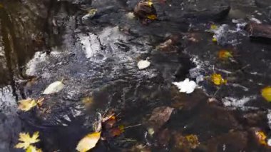 Kuru sonbahar yaprakları dereden aşağı akıyor.