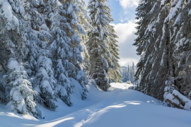 Huzurlu kış manzarası. Kırsal kesimde gerçek kış. Derin karda dağ yolu ve uzun çam ağaçları..