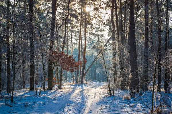 Scenic road in the sunny winter forest in the morning.