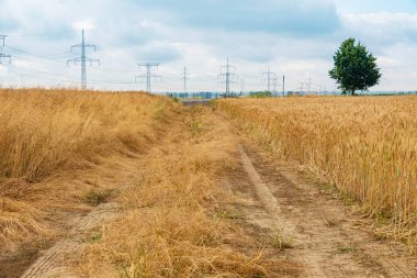 Toprak yolu ve elektrik direkleri olan pitoresk buğday tarlası. Kırsal alan