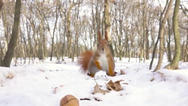 Ciekawy Wiewiórka Zbiera Ukrywa Orzechy Włoskie Zimowym Lesie Przetrwanie Zwierząt — Wideo stockowe