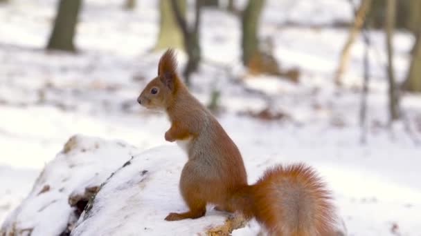 有趣的松鼠在阳光灿烂的冬季公园里寻找坚果 冬季喂养野生动物 — 图库视频影像