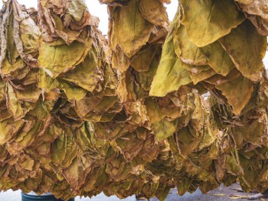 Kuzey Makedonya 'da tütün yaprakları kuruyor. 