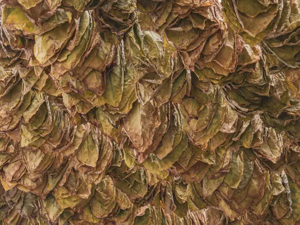 Drying tobacco leaves background. Garlands of tobacco leaves in Macedonia. Tobacco production
