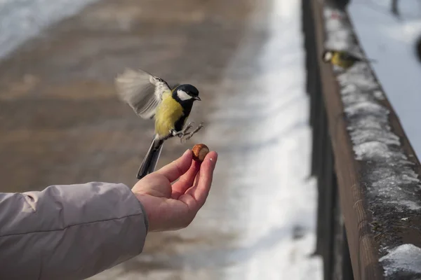 Yellow tit picks food from the human hand. Feeding birds in the winter park