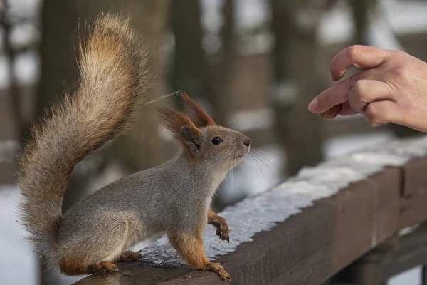 Fluffy little red squirrel reaches for food in the human hand. Feeding wild animals during wintertime
