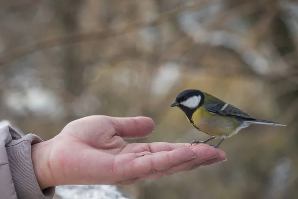 Little yellow tit sitting on the human hand. Feeding birds in winter