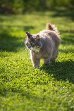Tüylü kedi güneşli yeşil çayırda yürüyor. Bahçedeki evcil kedi. Portre fotoğrafı
