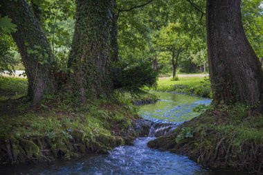 Slovenya 'daki Bled Gölü yakınlarında küçük su akıntısı olan Büyülü Orman.