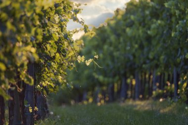 Slovenya 'nın Vipava Vadisi' ndeki güneşli üzüm bağında üzüm asması. Geleneksel şarap üretim bölgesi. Seçici odak.
