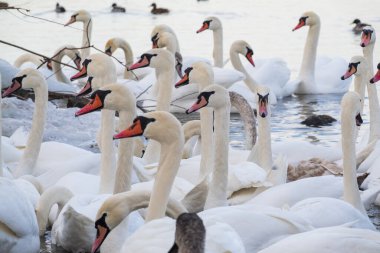 Nehirde büyük beyaz kuğu sürüsü
