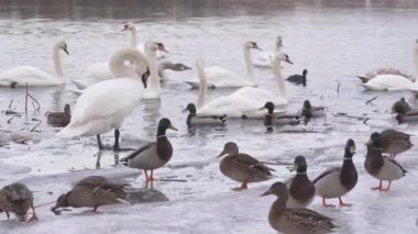 Donmuş nehirdeki su kuşları. Beyaz kuğular ve vahşi ördekler