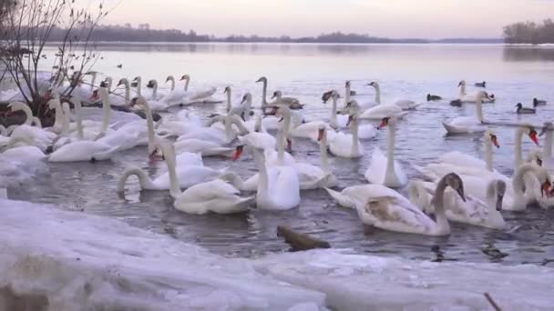 Gran Bandada Cisnes Blancos Patos Salvajes Río Helado Sonidos Pájaros — Vídeos de Stock